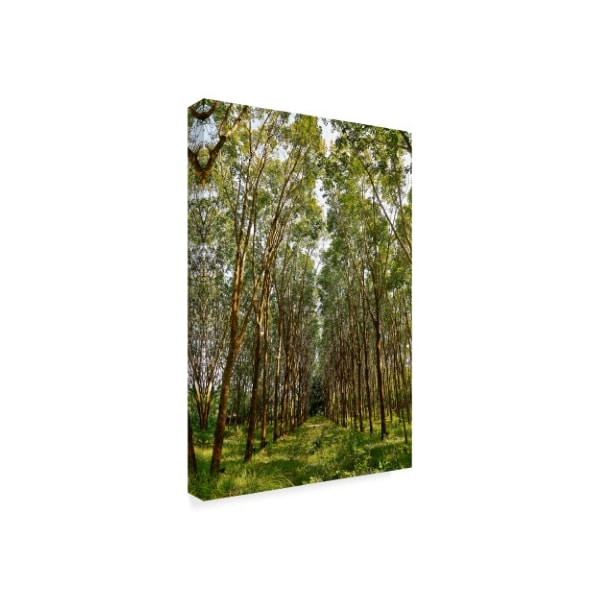 American School 'Rubber Trees In Color' Canvas Art,22x32